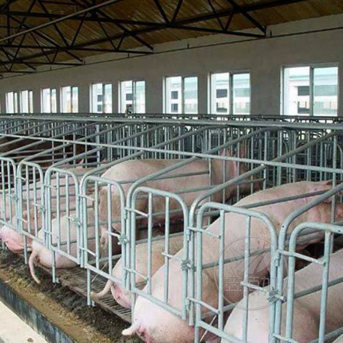 安徽亳州客户反馈回来的猪场栏体安装效果