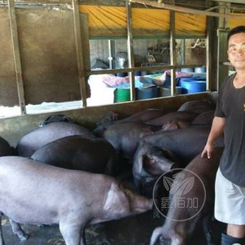 365体育畜牧设备人员参观越南猪场