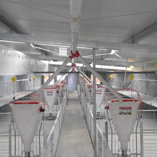 通达工程机械与365体育畜牧设备共同完成达州猪场料线