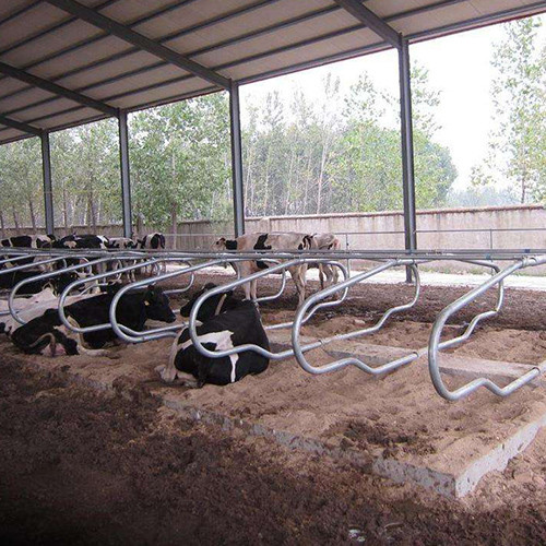德州夏季庄奶牛场牛颈枷牛卧床养牛设备安装项目
